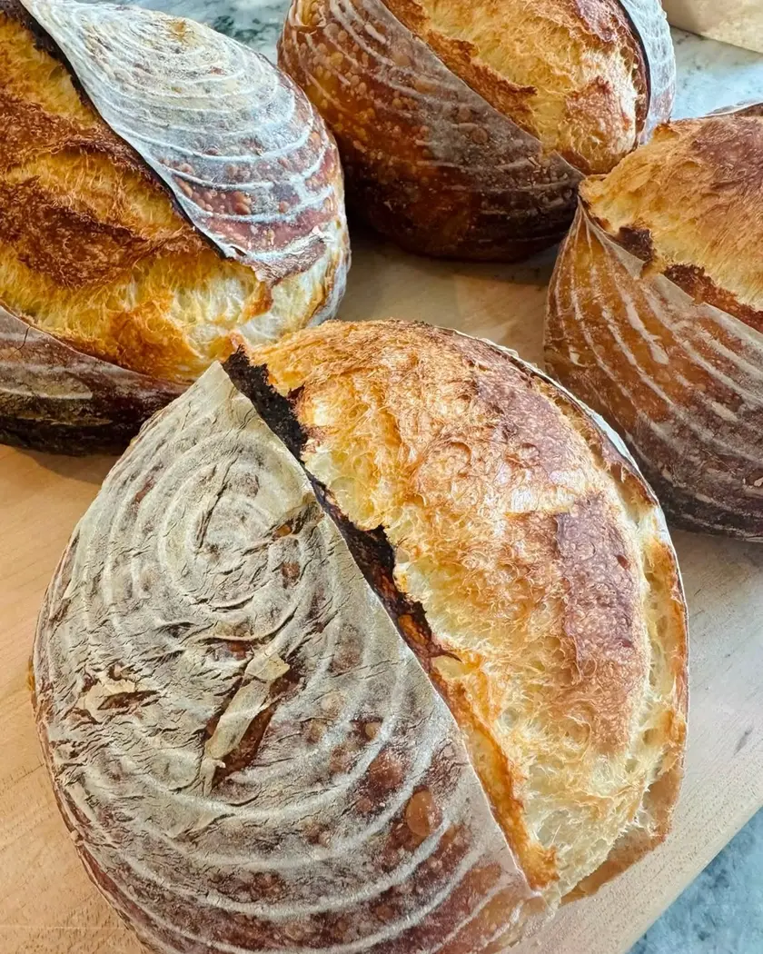 Four round sourdough loaves with deep scores and blistered crusts